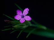 Dianthus armeria, Wild Carnation